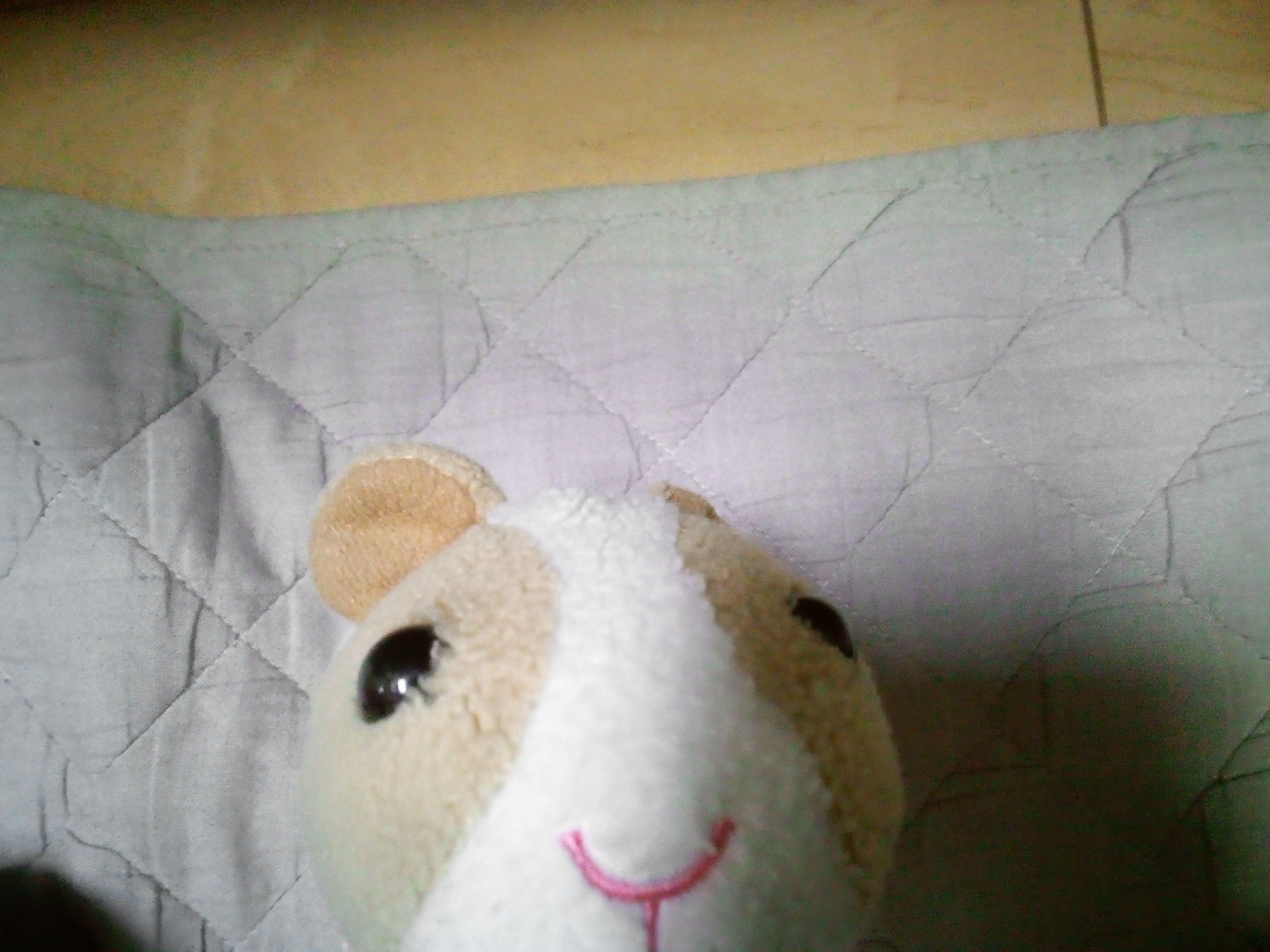 hamu