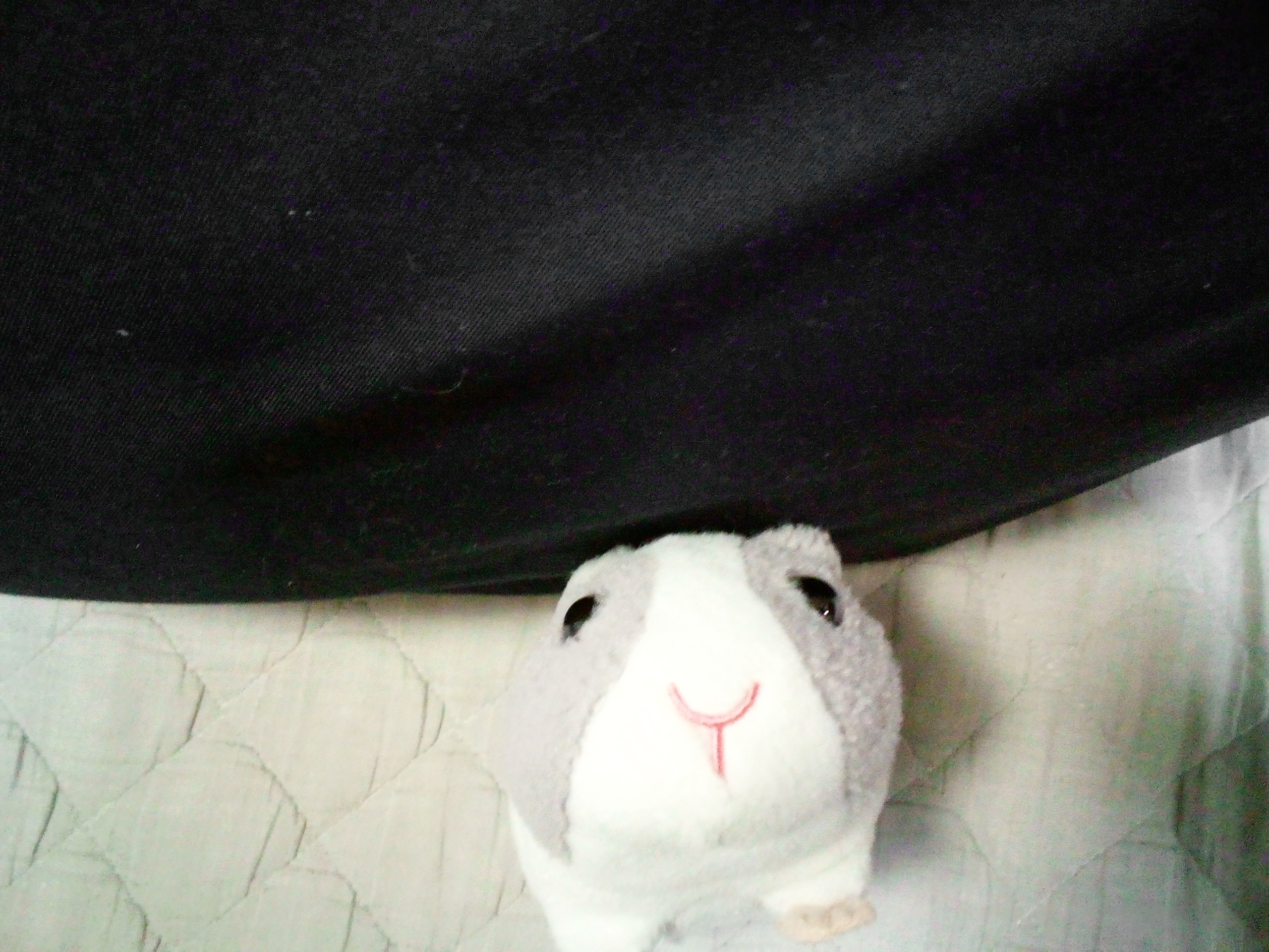 hamu